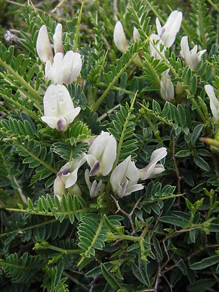 Astragalus massiliensis \ Marseille-Tragant / Marseille Milk-Vetch, Korsika/Corsica Col de Bavella 2.6.2010