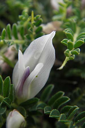 Astragalus massiliensis \ Marseille-Tragant / Marseille Milk-Vetch, Korsika/Corsica Col de Bavella 2.6.2010