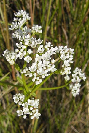 Galium palustre agg. \ Sumpf-Labkraut / Common Marsh Bedstraw, Korsika/Corsica Etang de Biguglia 3.6.2010
