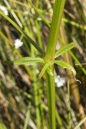 Galium palustre agg. \ Sumpf-Labkraut / Common Marsh Bedstraw, Korsika/Corsica Etang de Biguglia 3.6.2010