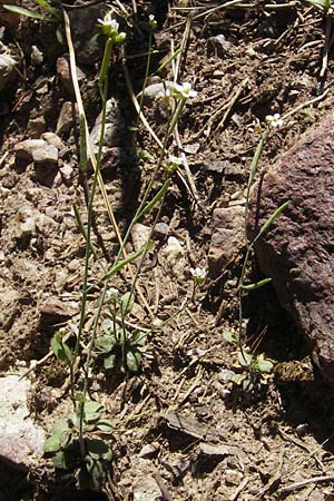 Arabidopsis thaliana \ Acker-Schmalwand / Thale Cress, Korsika/Corsica Monte Cinto 25.5.2010