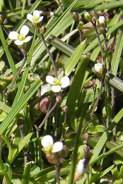 Arabis bellidifolia subsp. bellidifolia \ Gabelhaar-G�nsekresse, Zwerg-G�nsekresse / Daisyleaf Rock-Cress, Korsika/Corsica Monte Cinto 25.5.2010