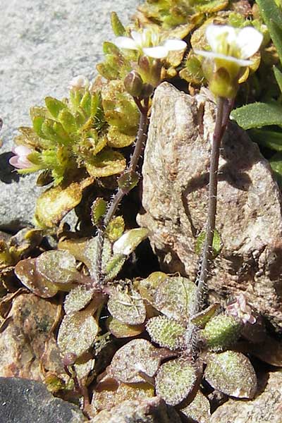Arabis bellidifolia subsp. bellidifolia \ Gabelhaar-G�nsekresse, Zwerg-G�nsekresse / Daisyleaf Rock-Cress, Korsika/Corsica Monte Cinto 25.5.2010