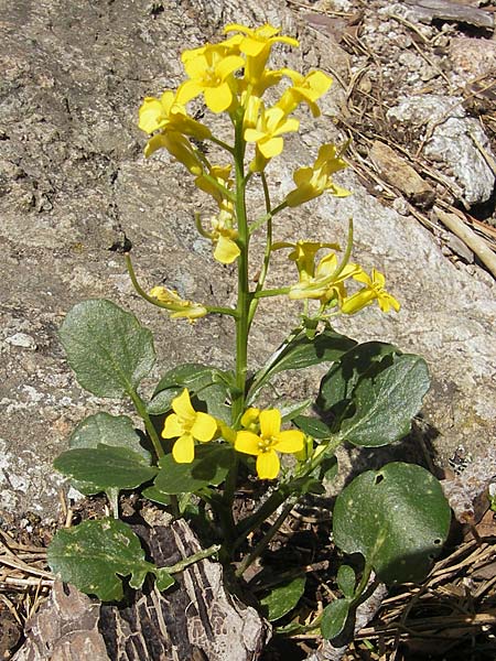 Barbarea rupicola \ Sardisches Barbarakraut / Rock Winter Cress, Korsika/Corsica Calacuccia 27.5.2010