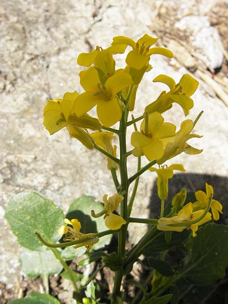 Barbarea rupicola \ Sardisches Barbarakraut / Rock Winter Cress, Korsika/Corsica Calacuccia 27.5.2010