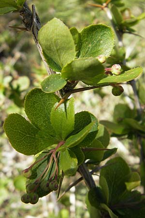 Berberis vulgaris subsp. aetnensis \ tna-Berberitze / Etna Barberry, Korsika/Corsica Monte Cinto 25.5.2010
