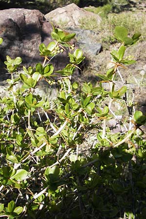 Berberis vulgaris subsp. aetnensis \ tna-Berberitze / Etna Barberry, Korsika/Corsica Monte Cinto 25.5.2010