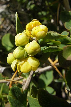 Berberis vulgaris subsp. aetnensis \ tna-Berberitze / Etna Barberry, Korsika/Corsica Restonica 26.5.2010