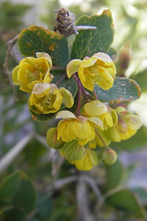 Berberis vulgaris subsp. aetnensis \ tna-Berberitze / Etna Barberry, Korsika/Corsica Restonica 26.5.2010