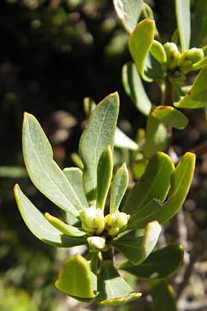 Daphne oleoides \ &Ouml;lbaum&auml;hnlicher Seidelbast / Spurge Olive, Korsika/Corsica Monte Cinto 25.5.2010