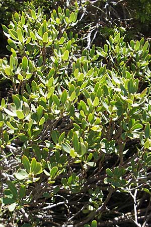 Daphne oleoides \ &Ouml;lbaum&auml;hnlicher Seidelbast / Spurge Olive, Korsika/Corsica Monte Cinto 25.5.2010