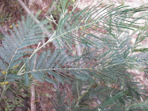 Acacia mearnsii \ Schwarze Akazie, Korsika Sartene 30.5.2010