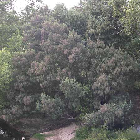 Acacia mearnsii \ Schwarze Akazie, Korsika Sartene 30.5.2010