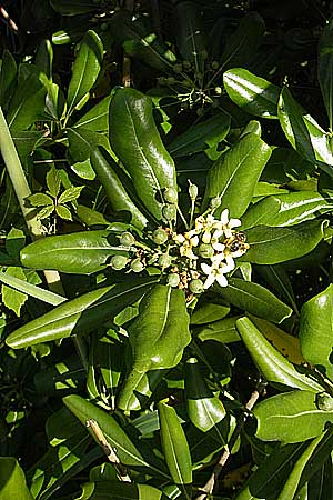 Pittosporum tobira \ Chinesischer Klebsame / Japanese Cheesewood, Korsika/Corsica Etang de Biguglia 3.6.2010