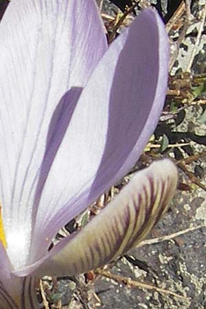 Crocus corsicus \ Korsischer Krokus / Corsican Crocus, Korsika/Corsica Monte Cinto 25.5.2010