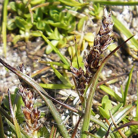 Luzula spicata \ Hainsimse / Wood-Rush, Korsika/Corsica Lac de Nino 27.5.2010