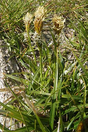 Carex ericetorum \ Heide-Segge / Heath Sedge, Korsika/Corsica Restonica 26.5.2010
