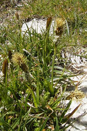 Carex ericetorum \ Heide-Segge / Heath Sedge, Korsika/Corsica Restonica 26.5.2010