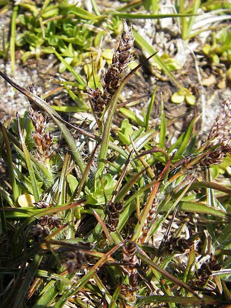 Luzula spicata \ Hainsimse / Wood-Rush, Korsika/Corsica Lac de Nino 27.5.2010