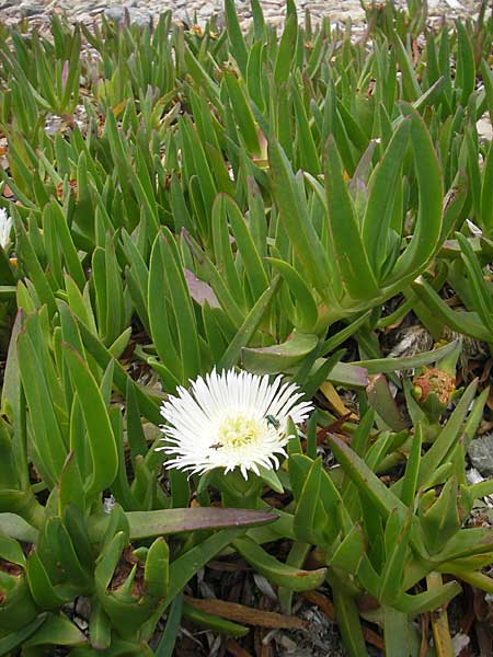 Carpobrotus edulis \ Gelbe Mittagsblume / Hottentot Fig, Cape Fig, Korsika/Corsica Porto 28.5.2010