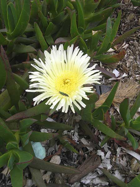 Carpobrotus edulis \ Gelbe Mittagsblume / Hottentot Fig, Cape Fig, Korsika/Corsica Porto 28.5.2010