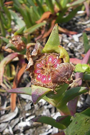 Carpobrotus edulis \ Gelbe Mittagsblume / Hottentot Fig, Cape Fig, Korsika/Corsica Porto 28.5.2010