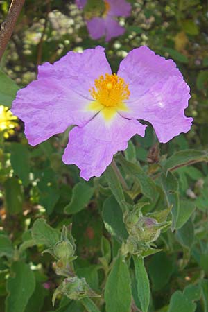 Cistus incanus subsp. corsicus \ Korsische Zistrose / Corsican Cistus, Korsika/Corsica L'Ile-Rousse 24.5.2010
