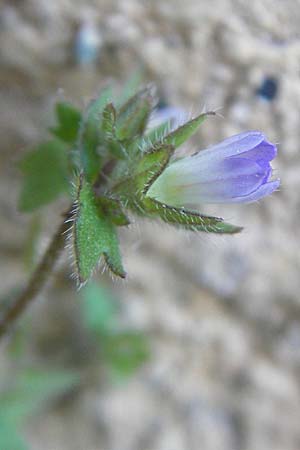 Campanula erinus \ Leberbalsam-Glockenblume / Small Bellflower, Korsika/Corsica Muro 24.5.2010