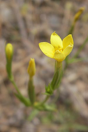 Centaurium maritimum \ Gelbes Tausendg�ldenkraut / Yellow Centaury, Sea Centaury, Korsika/Corsica Porto 28.5.2010