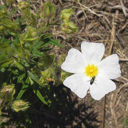 Cistus monspeliensis \ Montpellier-Zistrose / Montpellier Cistus, Korsika/Corsica L'Ile-Rousse 24.5.2010