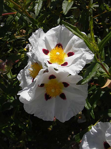 Cistus ladanifer \ Lack-Zistrose / Gum Rock-Rose, Korsika/Corsica L'Ile-Rousse 24.5.2010