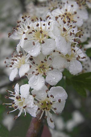 Crataegus monogyna \ Eingriffeliger Weidorn / Hawthorn, Korsika/Corsica Zonza 2.6.2010