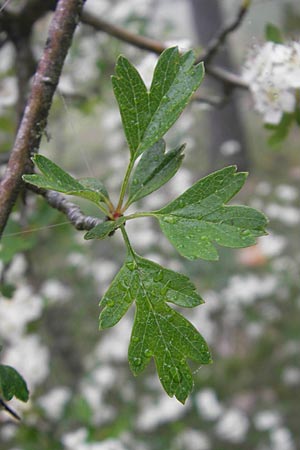 Crataegus monogyna \ Eingriffeliger Weidorn / Hawthorn, Korsika/Corsica Zonza 2.6.2010