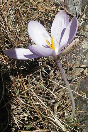 Crocus corsicus \ Korsischer Krokus / Corsican Crocus, Korsika/Corsica Monte Cinto 25.5.2010