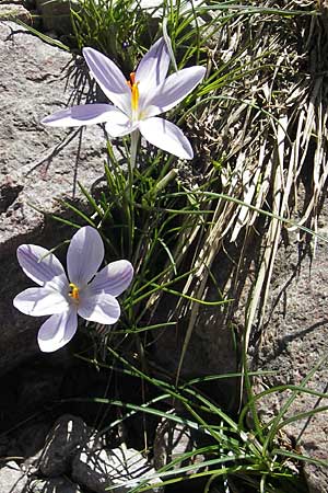 Crocus corsicus \ Korsischer Krokus / Corsican Crocus, Korsika/Corsica Monte Cinto 25.5.2010