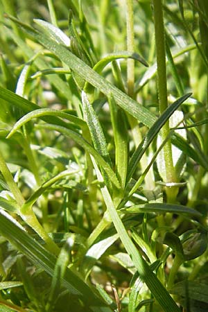 Cerastium soleirolii \ Soleirol-Hornkraut / Soleirol Mouse-Ear, Korsika/Corsica Restonica 26.5.2010