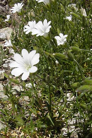 Cerastium soleirolii \ Soleirol-Hornkraut / Soleirol Mouse-Ear, Korsika/Corsica Restonica 26.5.2010