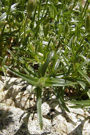 Cerastium soleirolii \ Soleirol-Hornkraut / Soleirol Mouse-Ear, Korsika/Corsica Restonica 26.5.2010