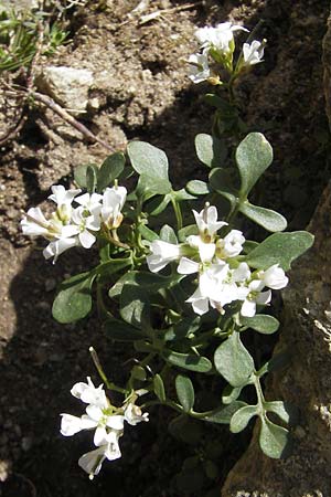 Cardamine resedifolia \ Resedenblttriges Schaumkraut / Mignonette-Leaved Bitter-Cress, Korsika/Corsica Restonica 26.5.2010