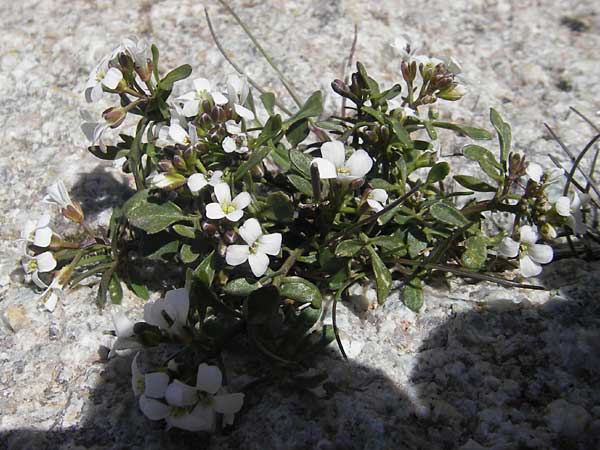 Cardamine resedifolia \ Resedenblttriges Schaumkraut / Mignonette-Leaved Bitter-Cress, Korsika/Corsica Restonica 26.5.2010