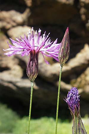 Crupina crupinastrum \ Echter Schlupfsame / False Saw Wort, Korsika/Corsica Scala di Santa Regina 27.5.2010