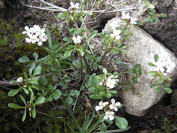 Cardamine resedifolia \ Resedenblttriges Schaumkraut / Mignonette-Leaved Bitter-Cress, Korsika/Corsica Lac de Nino 27.5.2010