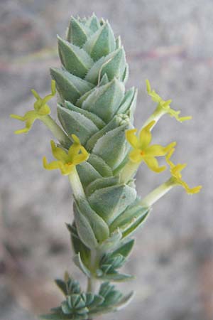 Crucianella maritima \ Strand-Kreuzblatt / Sea Crosswort, Korsika/Corsica Bastia 3.6.2010