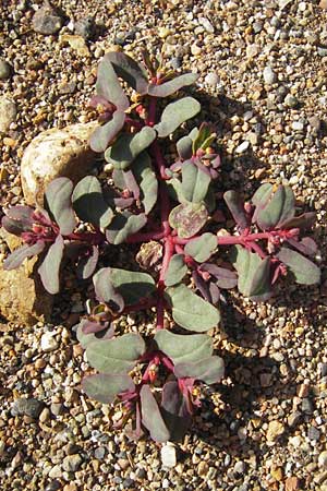 Chamaesyce peplis \ Sumpfquendel-Wolfsmilch / Purple Spurge, Korsika/Corsica Porto 28.5.2010