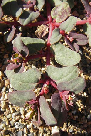 Chamaesyce peplis \ Sumpfquendel-Wolfsmilch / Purple Spurge, Korsika/Corsica Porto 28.5.2010
