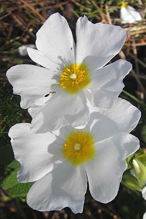Cistus salviifolius \ Salbeibl&auml;ttrige Zistrose / Sage-Leaved Rock-Rose, Korsika/Corsica Porto 29.5.2010