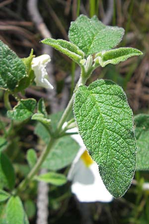 Cistus salviifolius \ Salbeibl&auml;ttrige Zistrose / Sage-Leaved Rock-Rose, Korsika/Corsica Porto 29.5.2010