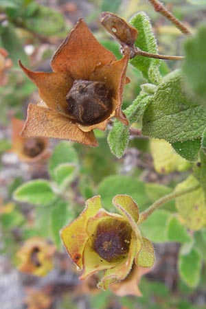 Cistus salviifolius \ Salbeibl&auml;ttrige Zistrose / Sage-Leaved Rock-Rose, Korsika/Corsica Tizzano 31.5.2010