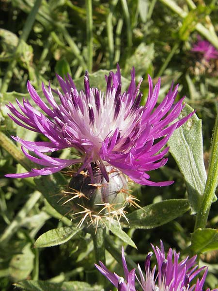 Centaurea sphaerocephala \ Rundkpfige Flockenblume / Round-Headed Knapweed, Korsika/Corsica Etang de Biguglia 3.6.2010