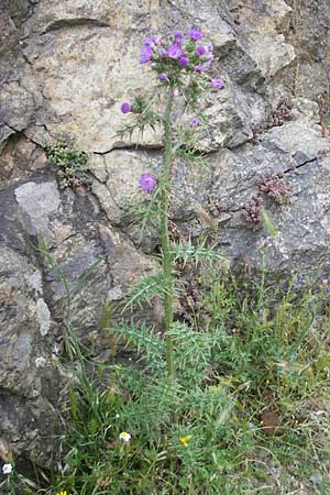 Carduus tenuiflorus \ Schmalkpfige Distel, Korsika Scala di Santa Regina 27.5.2010